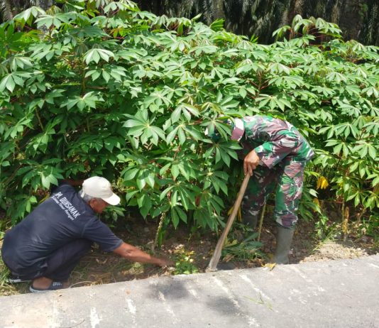 Babinsa Lubuk Gaung Koramil 03/Sungai Sembilan Dampingi Budidaya Ubi Kayu, Dukung Swasembada Pangan di Wilayah Binaan