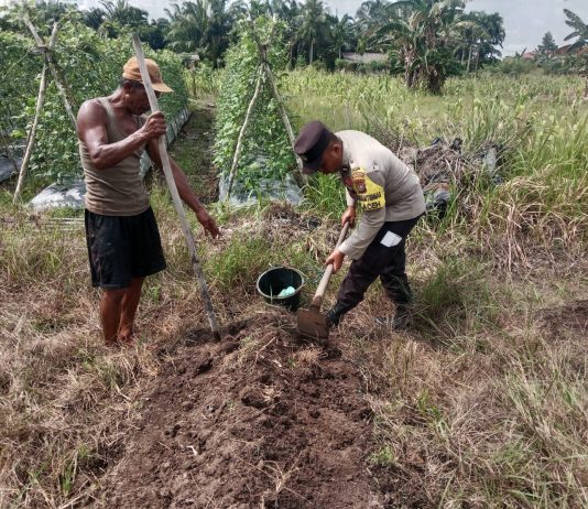 Polisi Cinta Petani, Bhabinkamtibmas Polsek Sungai Sembilan Dampingi Pengolahan Lahan Jagung di Bangsal Aceh
