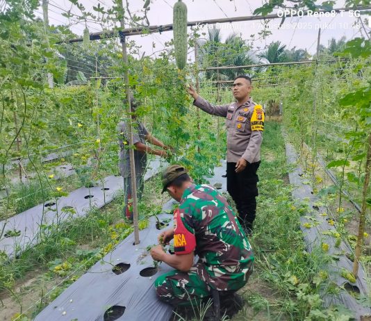 Bhabinkamtibmas Polsek Bukit Kapur Cek Pekarangan Pangan Bergizi, Kapolsek IPTU Zulfahli Tegaskan Komitmen Dukung Ketahanan Pangan