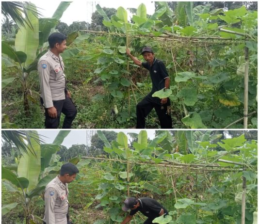 Bhabinkamtibmas Kelurahan Mundam Dampingi Petani Kembangkan Lahan Kacang Panjang