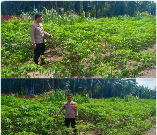 Bhabinkamtibmas Kelurahan Guntung Dampingi Petani Kelola Lahan Ubi Kayu