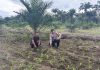 Bhabinkamtibmas Polsek Bukit Kapur Cek Perkembangan Jagung Pipil, Kapolsek IPTU Zulfahli Tegaskan Dukungan Ketahanan Pangan