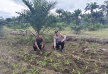 Bhabinkamtibmas Polsek Bukit Kapur Cek Perkembangan Jagung Pipil, Kapolsek IPTU Zulfahli Tegaskan Dukungan Ketahanan Pangan
