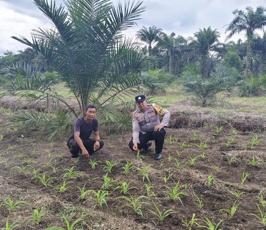 Bhabinkamtibmas Polsek Bukit Kapur Cek Perkembangan Jagung Pipil, Kapolsek IPTU Zulfahli Tegaskan Dukungan Ketahanan Pangan