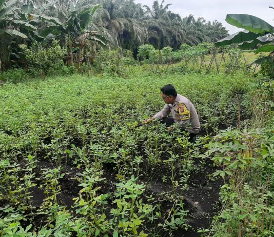 Bhabinkamtibmas Basilam Baru Bersama Petani Cek Pekarangan Pangan Bergizi, Dukung Ketahanan Pangan Nasional