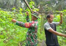 Babinsa Koramil 03/Sungai Sembilan Dampingi Petani Gambas di Bangsal Aceh, Perkuat Ketahanan Pangan dan Pembinaan Teritorial