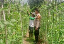 Bhabinkamtibmas Polsek Bukit Kapur Cek Pekarangan Pangan Bergizi, Kapolsek IPTU Zulfahli Dukung Ketahanan Pangan Nasional
