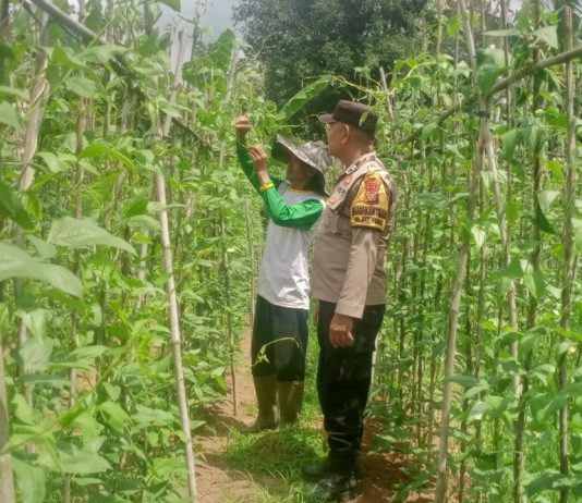 Bhabinkamtibmas Polsek Bukit Kapur Cek Pekarangan Pangan Bergizi, Kapolsek IPTU Zulfahli Dukung Ketahanan Pangan Nasional