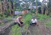 Kapolsek Dumai Barat AKP Dedi Nofarizal Dukung Ketahanan Pangan, Bhabinkamtibmas Cek Pekarangan Cabe Rawit di Bumi Ayu