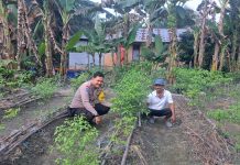 Kapolsek Dumai Barat AKP Dedi Nofarizal Dukung Ketahanan Pangan, Bhabinkamtibmas Cek Pekarangan Cabe Rawit di Bumi Ayu