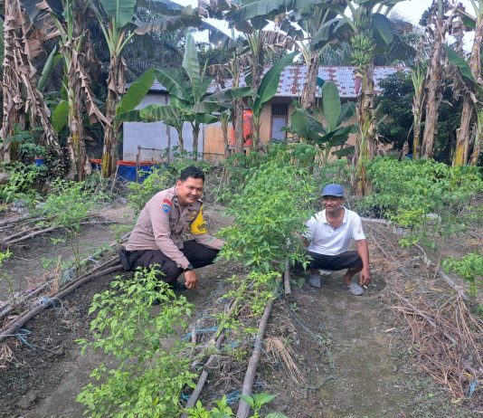 Kapolsek Dumai Barat AKP Dedi Nofarizal Dukung Ketahanan Pangan, Bhabinkamtibmas Cek Pekarangan Cabe Rawit di Bumi Ayu
