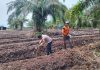 Bhabinkamtibmas Batu Teritip AIPDA S. Malau Cek Lahan Pertanian dan Salurkan Bibit Cabe untuk Dukung Ketahanan Pangan Nasional