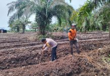Bhabinkamtibmas Batu Teritip AIPDA S. Malau Cek Lahan Pertanian dan Salurkan Bibit Cabe untuk Dukung Ketahanan Pangan Nasional