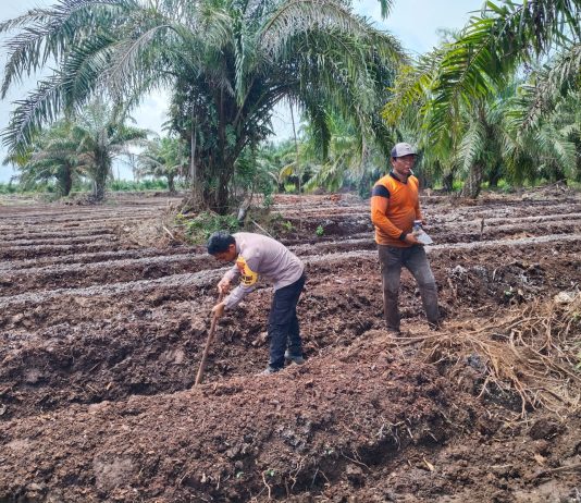 Bhabinkamtibmas Batu Teritip AIPDA S. Malau Cek Lahan Pertanian dan Salurkan Bibit Cabe untuk Dukung Ketahanan Pangan Nasional