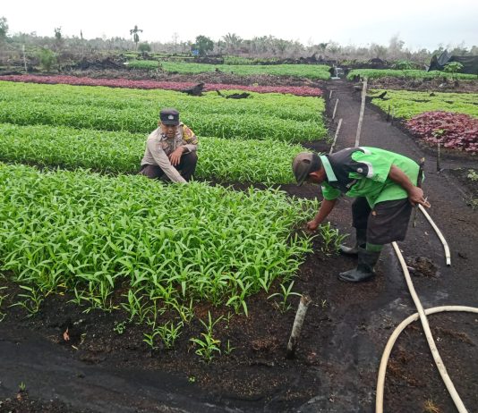 Kapolsek Dumai Barat AKP Dedi Nofarizal Dukung Ketahanan Pangan Nasional, Bhabinkamtibmas Cek Pekarangan Bergizi di Bagan Keladi