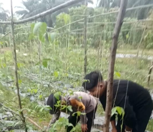 Bhabinkamtibmas Kelurahan Bagan Besar Timur Polsek Bukit Kapur Cek Pekarangan Pangan Bergizi Bersama Petani