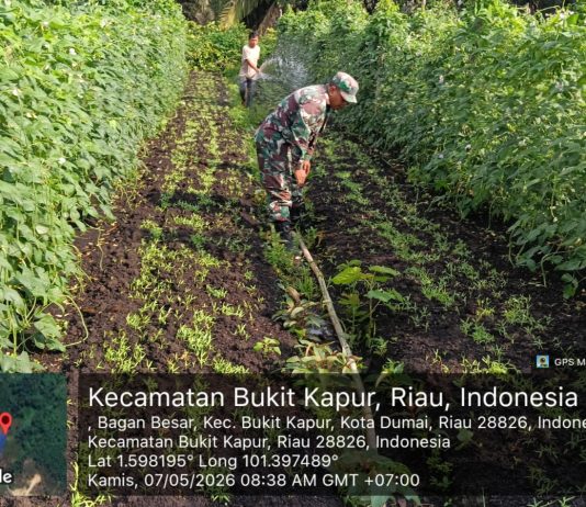 Babinsa Kodim 0320/Dumai Sertu Sareh Dampingi Petani Rawat Tanaman Kacang Panjang di Bukit Kapur