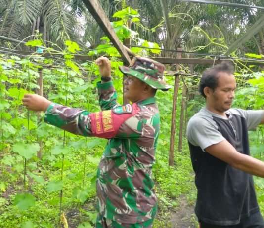 Babinsa Sungai Sembilan Dampingi Warga Rawat Tanaman Gambas di Bangsal Aceh