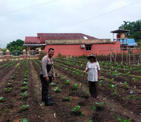 Polsek Dumai Barat Dukung Ketahanan Pangan Nasional, Bhabinkamtibmas Cek Pekarangan Terong Ungu di Kelurahan Purnama