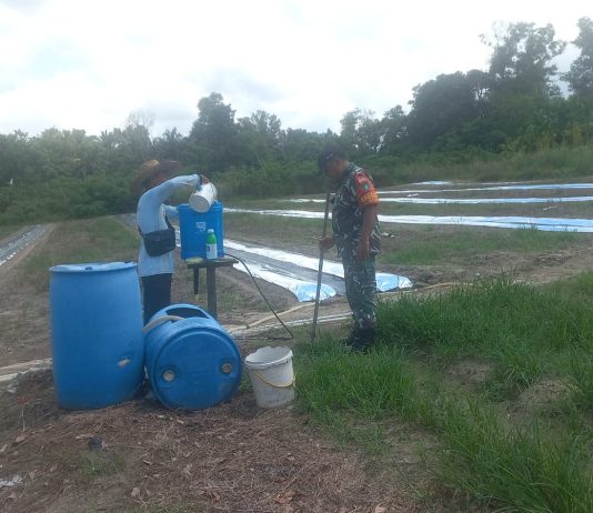 Babinsa Koramil 02/BK Dampingi Petani Semangka Dukung Swasembada Pangan di Bukit Kapur
