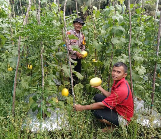 Polsek Dumai Barat Dukung Ketahanan Pangan Nasional, Bhabinkamtibmas Cek Pekarangan Melon di Kelurahan Ratu Sima