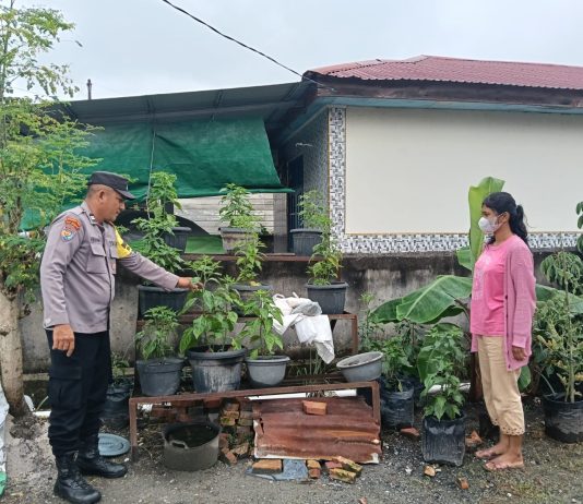 Bhabinkamtibmas Teluk Binjai Bersama Petani Cek Pekarangan Pangan Bergizi Dukung Ketahanan Pangan Nasional