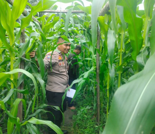 Bhabinkamtibmas Gurun Panjang Cek Perkembangan Jagung Pipil Dukung Ketahanan Pangan Nasional
