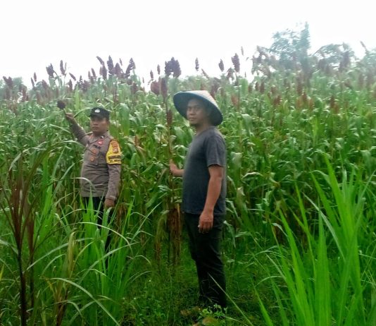 Bhabinkamtibmas Polsek Dumai Barat Bersama Petani Cek Pekarangan Pangan Bergizi Dukung Ketahanan Pangan Nasional