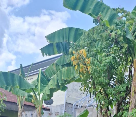 BHABINKAMTIBMAS POLSEK DUMAI TIMUR BERSAMA PETANI LAKUKAN PENGECEKAN PEKARANGAN PANGAN BERGIZI DUKUNG KETAHANAN PANGAN NASIONAL