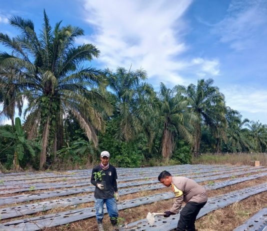 Bhabinkamtibmas Polsek Sungai Sembilan Cek Lahan Pertanian Warga Dukung Ketahanan Pangan Nasional