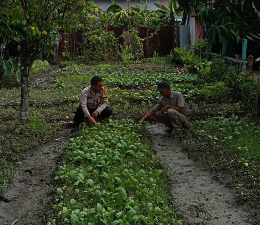 Bhabinkamtibmas Teluk Binjai Bersama Petani Cek Pekarangan Pangan Bergizi Dukung Ketahanan Pangan Nasional