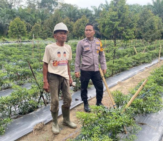 Bhabinkamtibmas Polsek Dumai Barat Cek Pekarangan Pangan Bergizi Tanaman Cabai Dukung Ketahanan Pangan Nasional