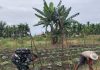 Babinsa Koramil 03/Sungai Sembilan Dampingi Warga Rawat Kebun Timun dan Edukasi Pencegahan Karhutla