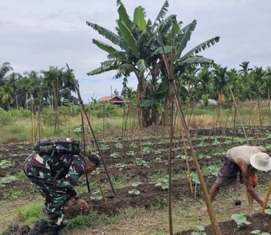 Babinsa Koramil 03/Sungai Sembilan Dampingi Warga Rawat Kebun Timun dan Edukasi Pencegahan Karhutla