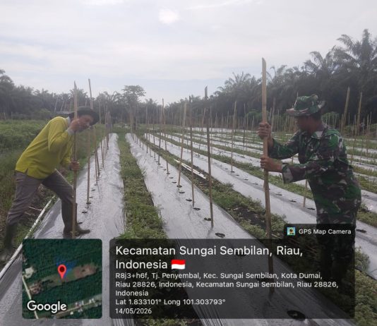 Babinsa Koramil 03/Sungai Sembilan Dampingi Pertanian Melon dan Sosialisasikan Pencegahan Karhutla di Basilam Baru