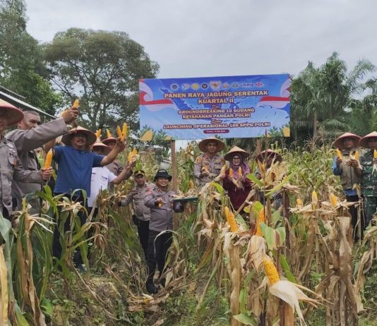 Kegiatan Panen Raya Jagung Pipil Serentak Kuartal II Polsek Dumai Timur