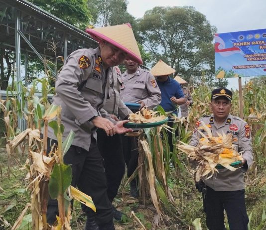 Panen Raya Jagung Pipil Polsek Dumai Timur Dukung Program Ketahanan Pangan Nasional
