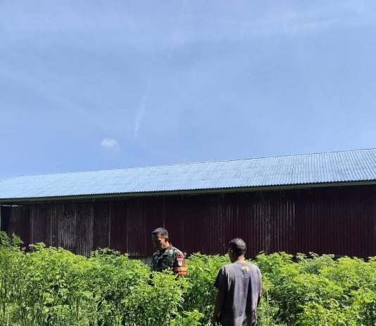 Babinsa Koramil 03/Sungai Sembilan Dampingi Petani Cabai dan Sosialisasikan Pencegahan Karhutla di Batu Teritip