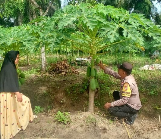 Bhabinkamtibmas Mekar Sari Tinjau Pekarangan Pepaya Warga, Dukung Ketahanan Pangan Nasional