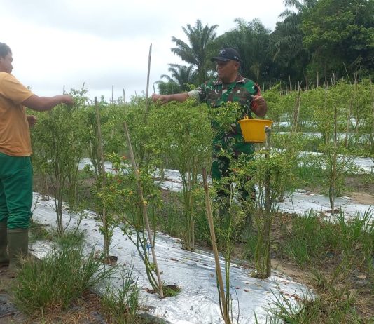Babinsa Bukit Nenas Dampingi Petani Cabai, Perkuat Ketahanan Pangan di Bukit Kapur