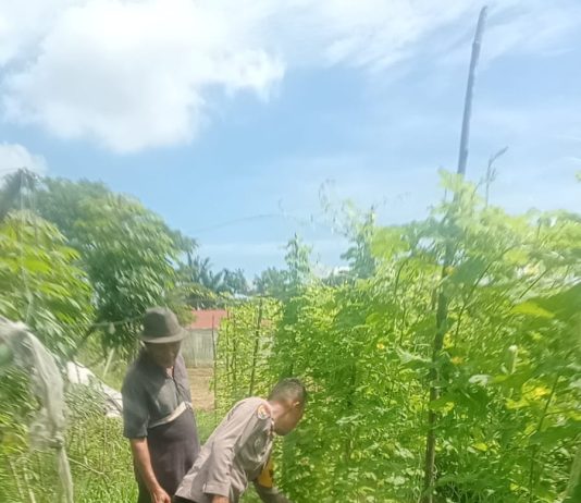 Bhabinkamtibmas Bagan Besar Timur Bersama Petani Cek Pekarangan Pangan Bergizi di Bukit Kapur