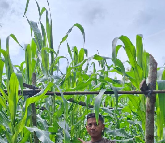 Kapolsek Bukit Kapur Bersama Petani Cek Tanaman Jagung Pipil Dukung Ketahanan Pangan Nasional