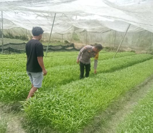 Bhabinkamtibmas Bagan Besar Timur Bersama Petani Cek Pekarangan Pangan Bergizi di Bukit Kapur