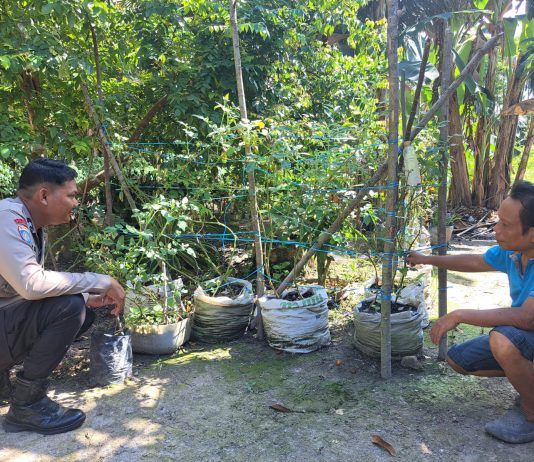 Bhabinkamtibmas Bumi Ayu Bersama Petani Cek Pekarangan Pangan Bergizi Dukung Ketahanan Pangan Nasional