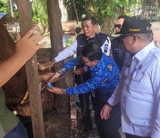 Sapi Qurban “SAMSON” Bantuan Presiden RI Berbobot 950 Kilogram Siap Disembelih di Dumai