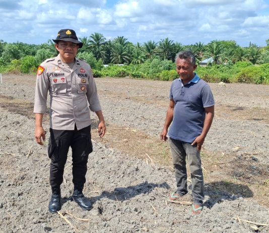 Personel Polsek Bukit Kapur Bersama Petani Cek Kesiapan Lahan Jagung Pipil Dukung Ketahanan Pangan