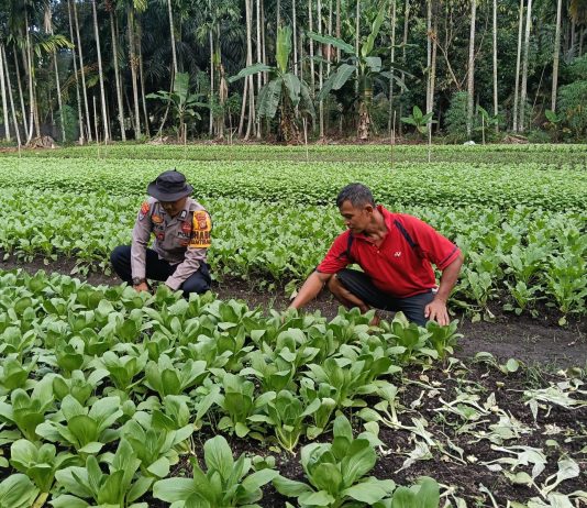 Bhabinkamtibmas Ratu Sima Bersama Petani Cek Pekarangan Pangan Bergizi, Dukung Ketahanan Pangan Nasional