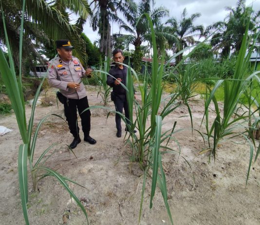 Panit Binmas Polsek Dumai Timur Cek Pekarangan Pangan Bergizi Dukung Ketahanan Pangan Nasional