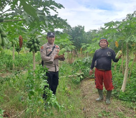 Polisi Cinta Petani, Bhabinkamtibmas Dumai Barat Cek Pekarangan Pangan Bergizi di Pangkalan Sesai