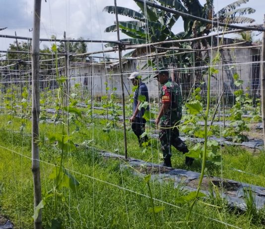 Babinsa Koramil 03/Sungai Sembilan Dampingi Petani Gambas Dukung Swasembada Pangan